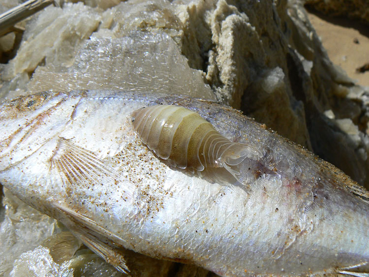 Parassita su pesce spiaggiato: Anilocra sp.